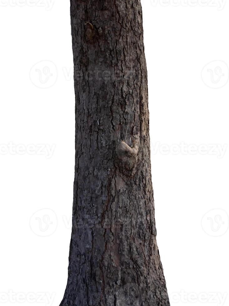 The trunk of the tree stands on a white Background photo