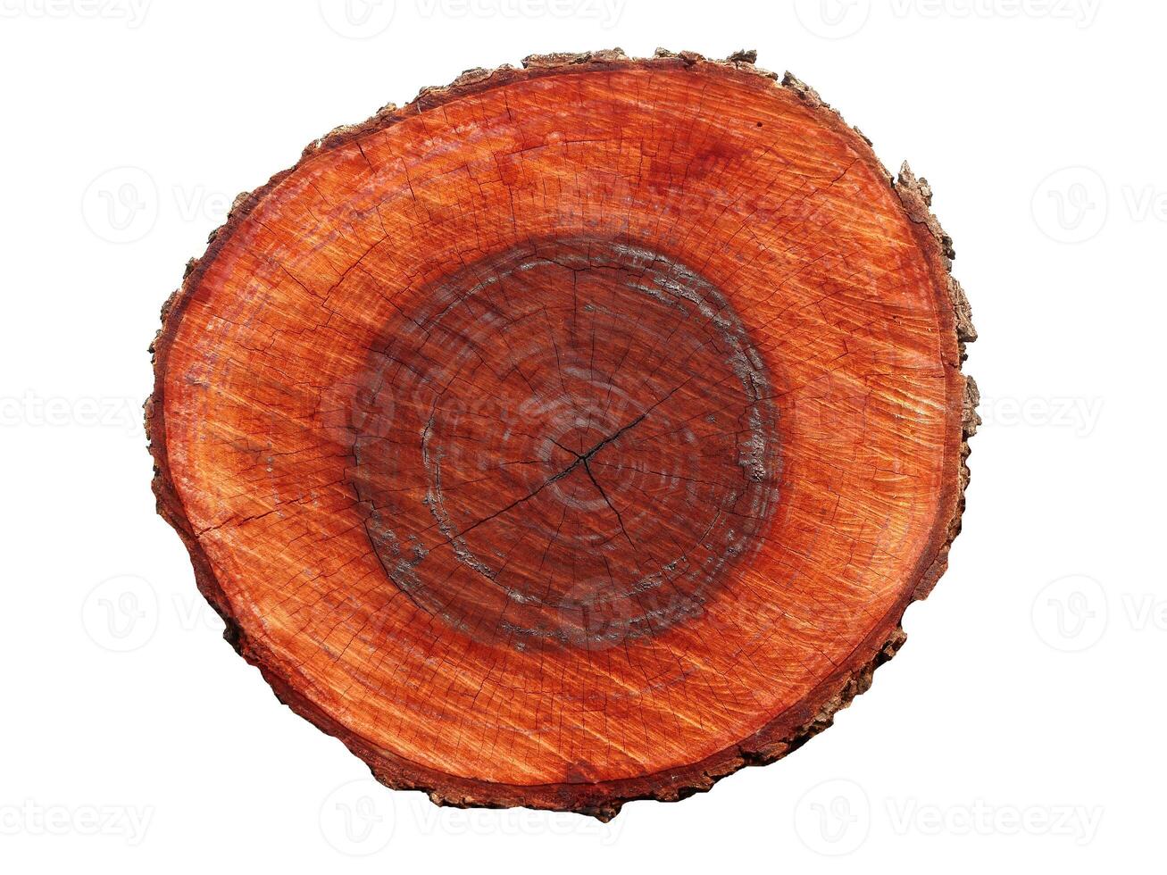 Round cut down tree with annual rings as a wood texture. photo