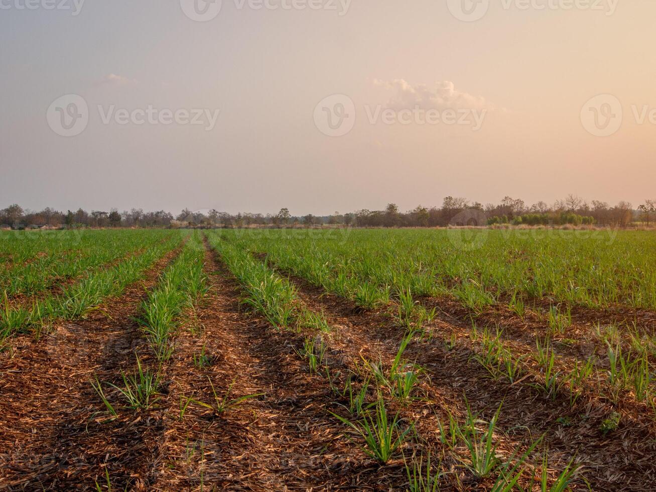 Sugarcane plantations, agricultural plants grow up photo