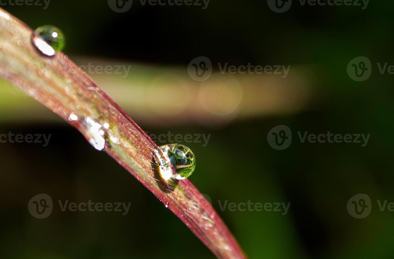 Drop of dew in morning on leaf photo