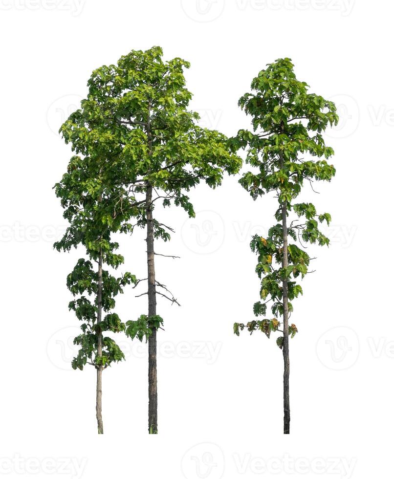 Trees that are isolated on a white background are suitable for both printing and web pages photo