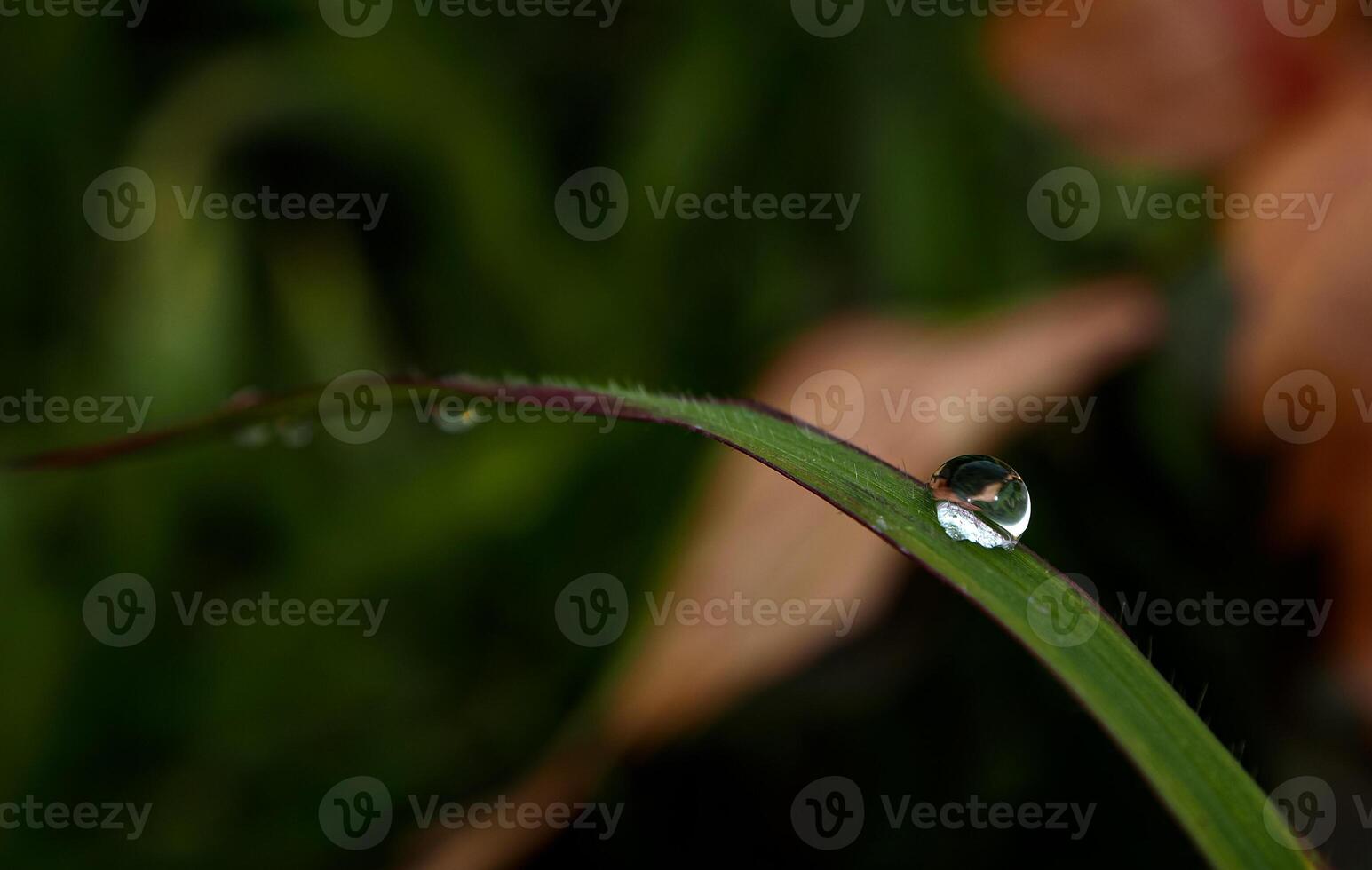 Dew drop on a blade of grass photo