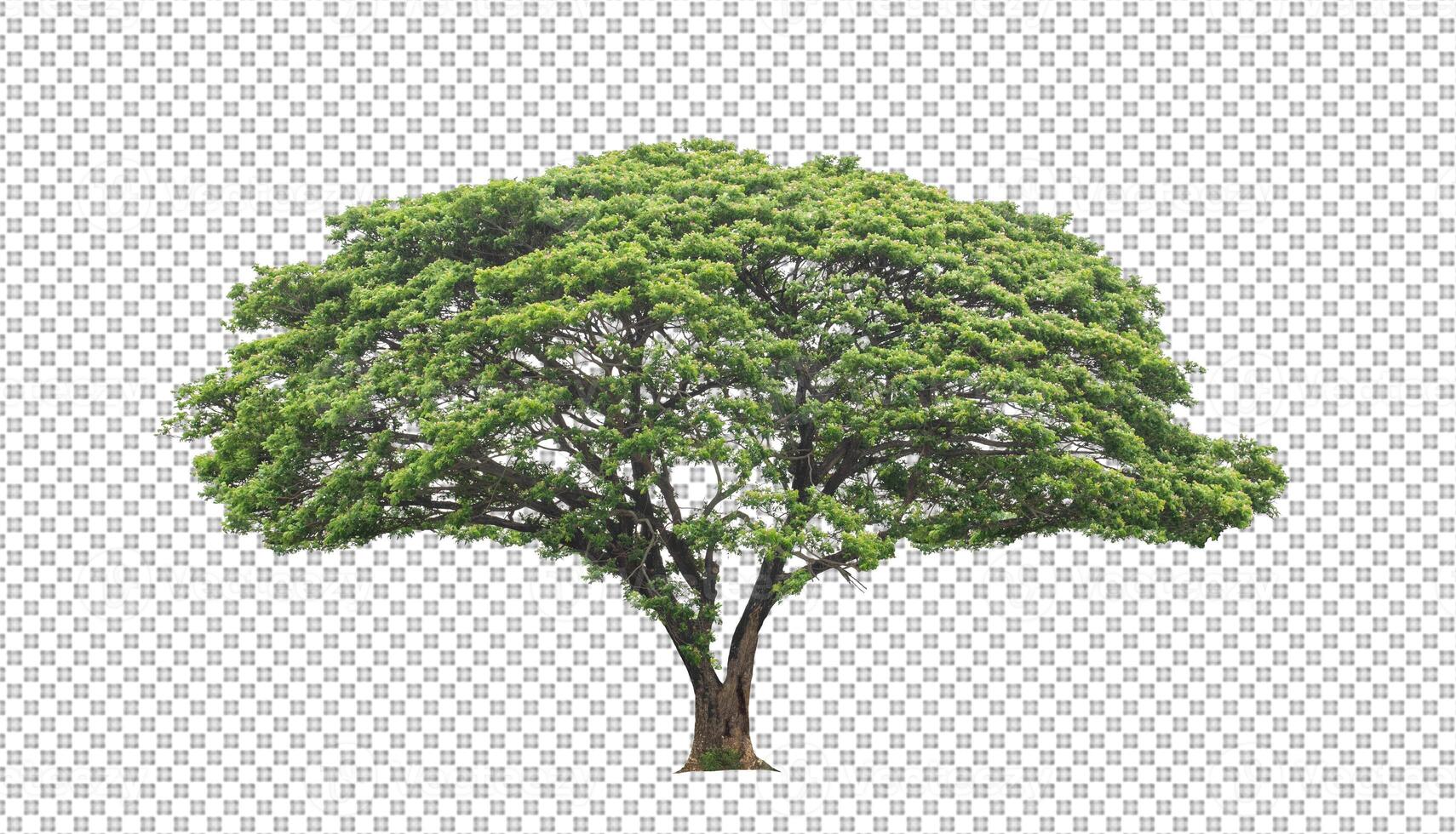 Tree on transparent picture background with clipping path, single tree with clipping path and alpha channel photo