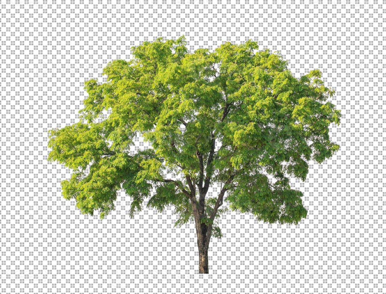 Tree on transparent picture background with clipping path, single tree with clipping path and alpha channel photo