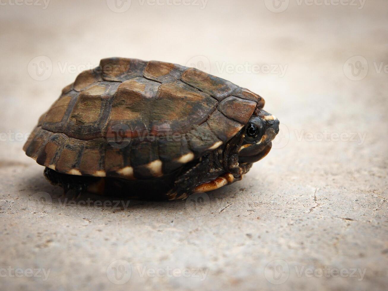 el Tortuga se esconde en el cáscara foto