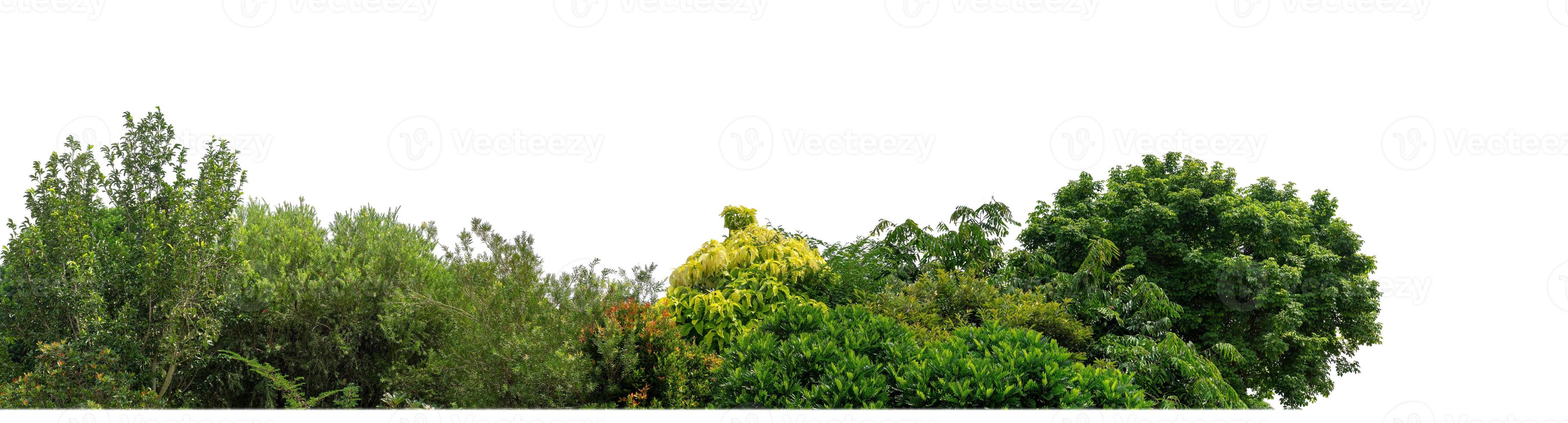 Green Trees isolated on white background.are Forest and foliage in summer for both printing and web pages with cut path and alpha channel photo