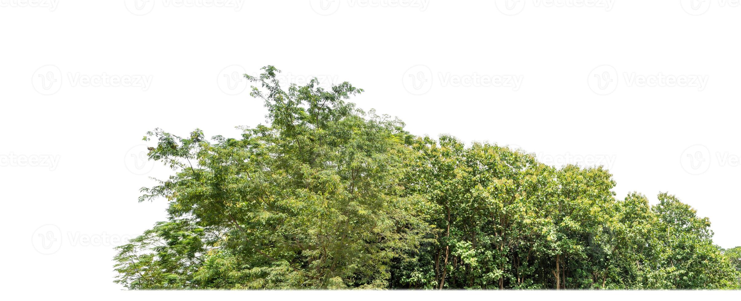 Green Trees isolated on white background.are Forest and foliage in summer for both printing and web pages with cut path and alpha channel photo