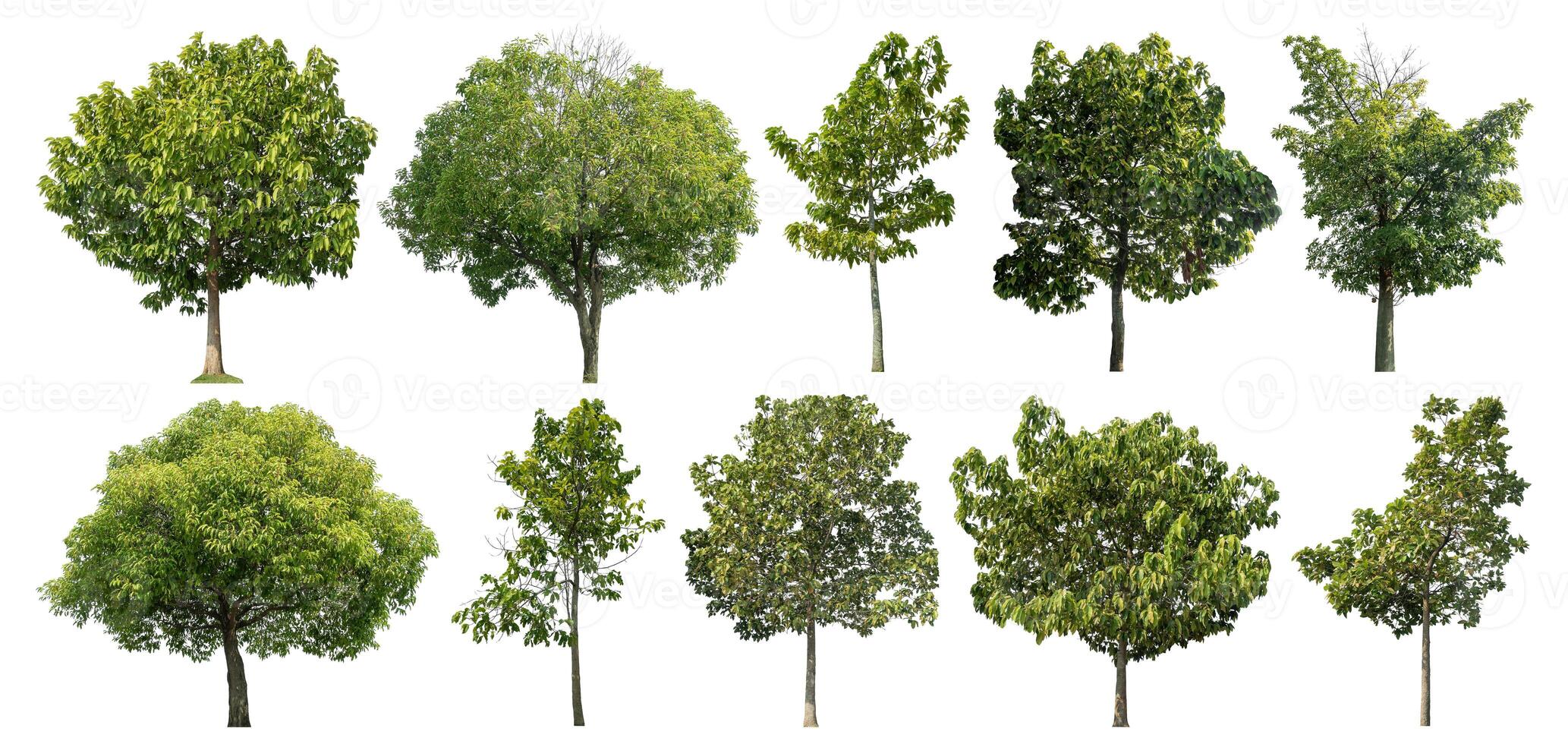 Collection tree cut out from original background and replace with white background for easy to selection. photo