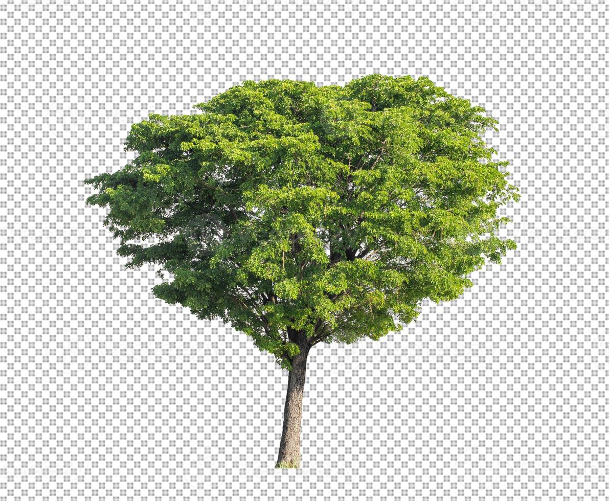 Tree on transparent picture background with clipping path, single tree with clipping path and alpha channel photo