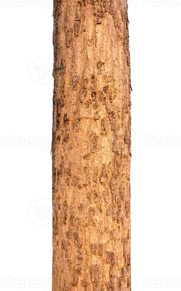 Tree trunk Isolated On White Background photo