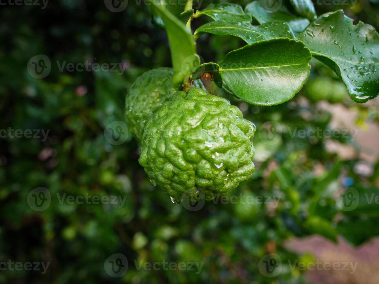 Bergamot and green leaves on the tree. photo