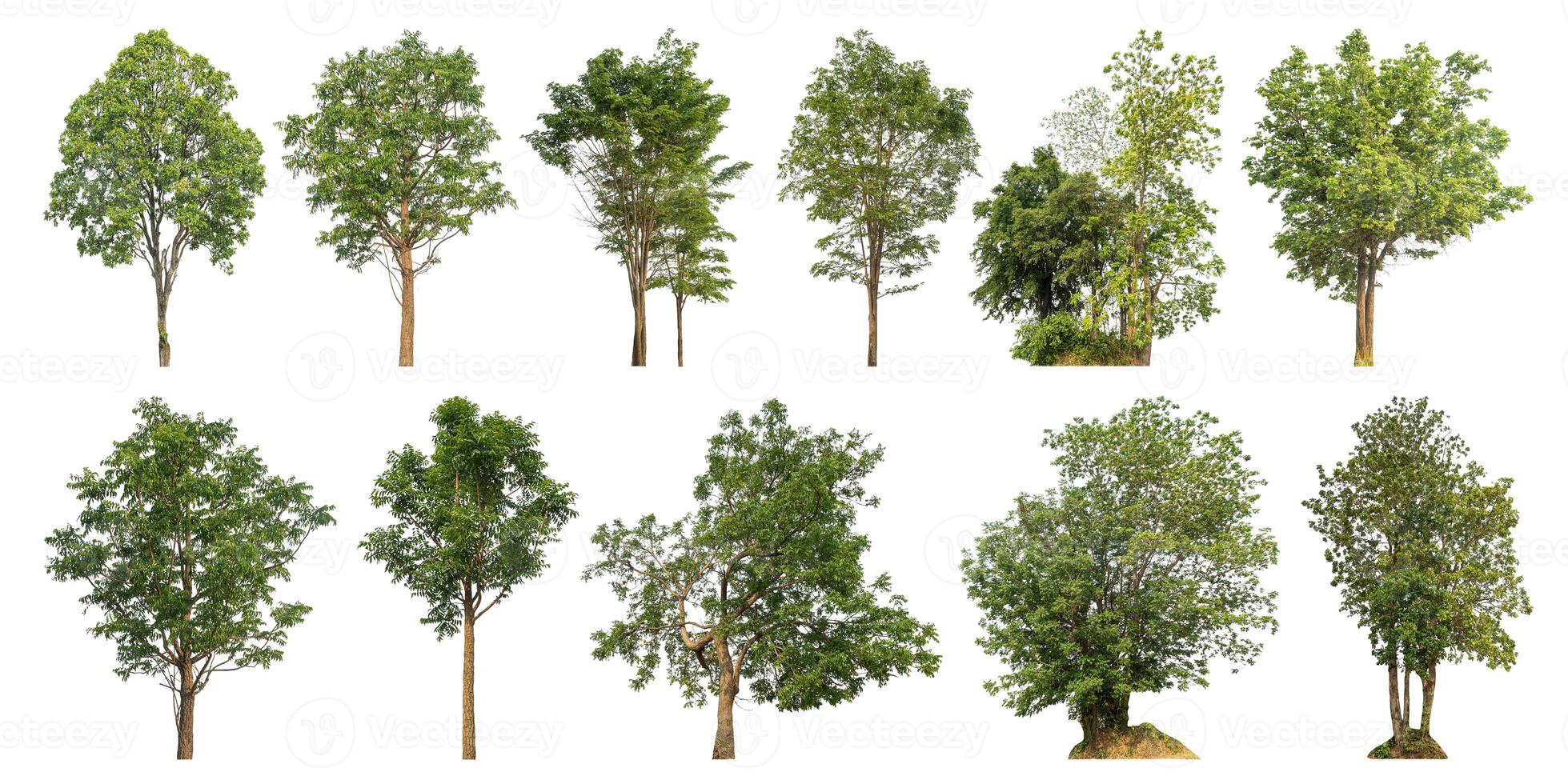 Collection tree cut out from original background and replace with white background for easy to selection. photo