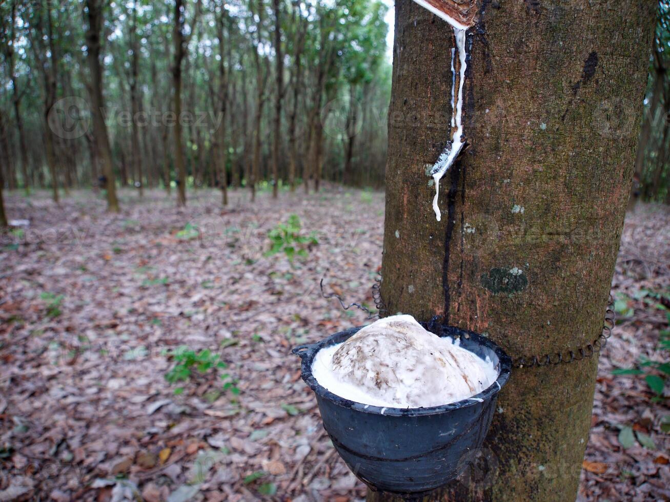 Rubber tree trunk, rubber plantation Thailand photo