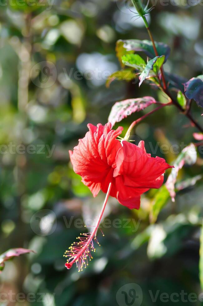 Chinese rose or Hibiscus or Hibiscus rosa sinensis or Hibisceae or Malvaceae , red hibiscus flower photo