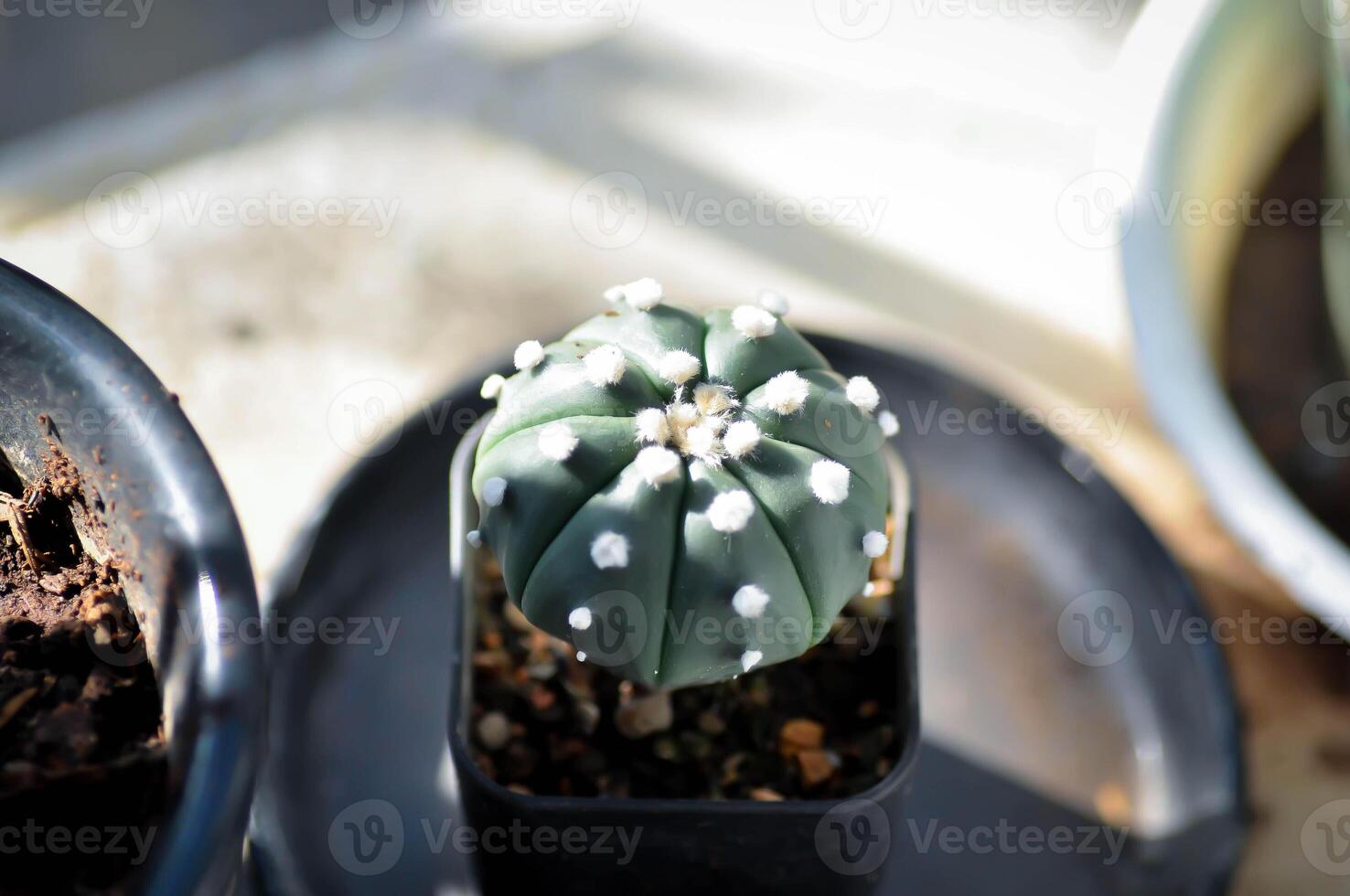 Astrophytum Asterias Nudum, Astrophytum cactus photo