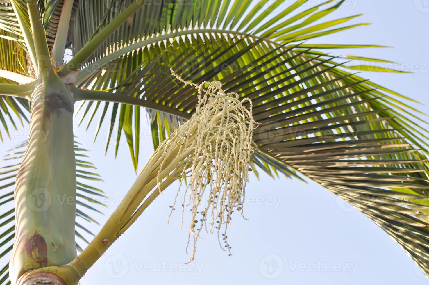 Normanbya normanbyi, Wodyetia bifurcata AK Irvine or Foxtail palm or ARECACEAE or PALMAE or seed of betel palm or betel nut and sky photo