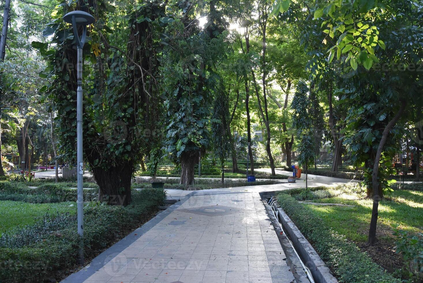 Lush green botanical gardens - tall shady trees and neat paved paths with rubbish bin facilities. photo