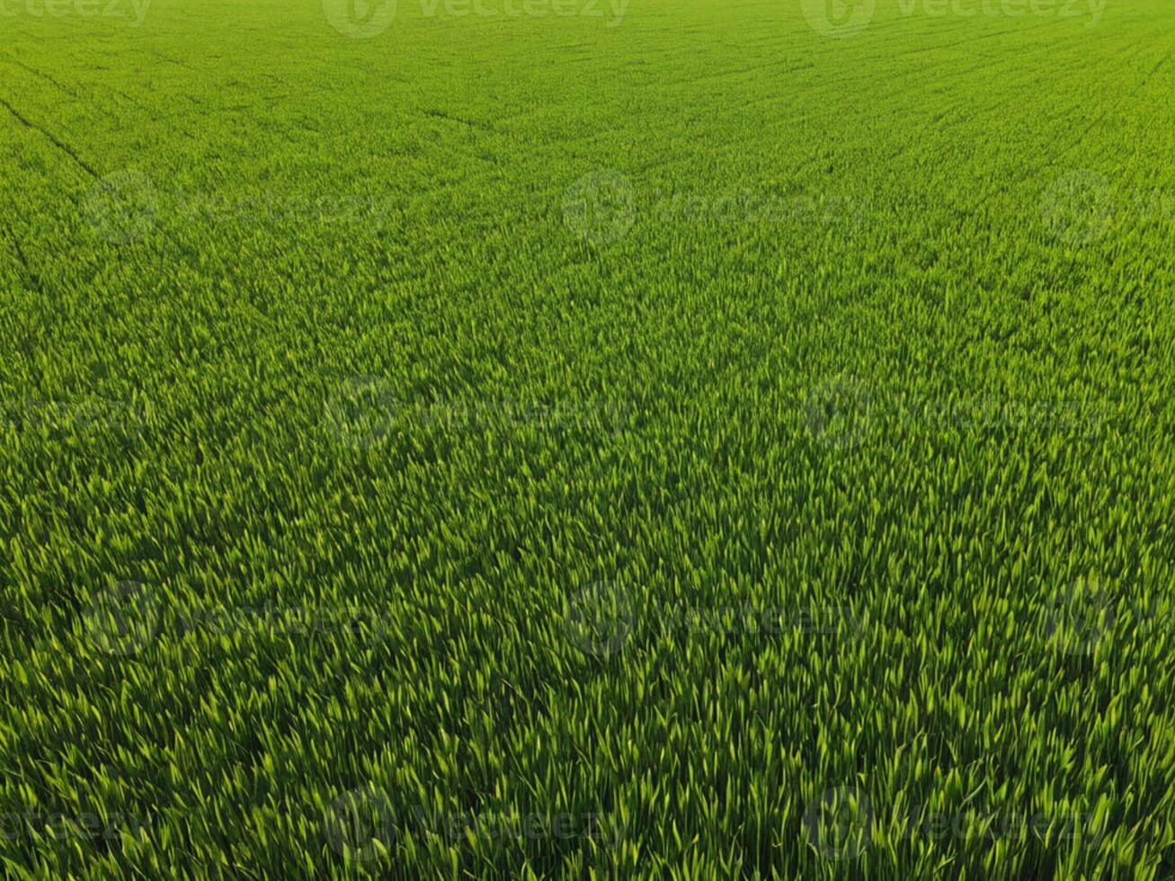 Texture realistic green grass background top view photo