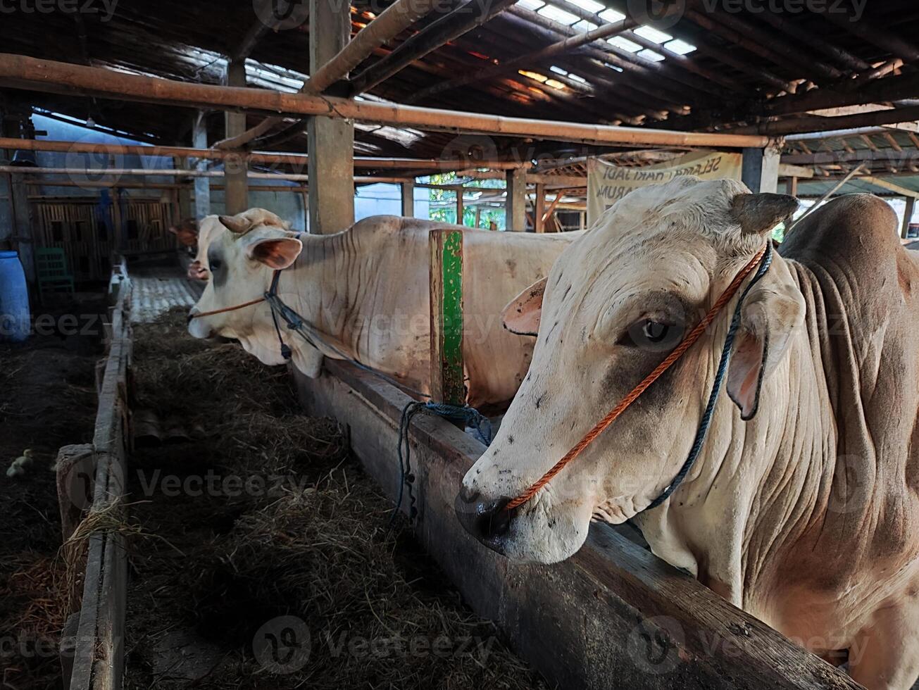 Farmers have started stocking cows in preparation for the Eid al-Qurban holiday photo