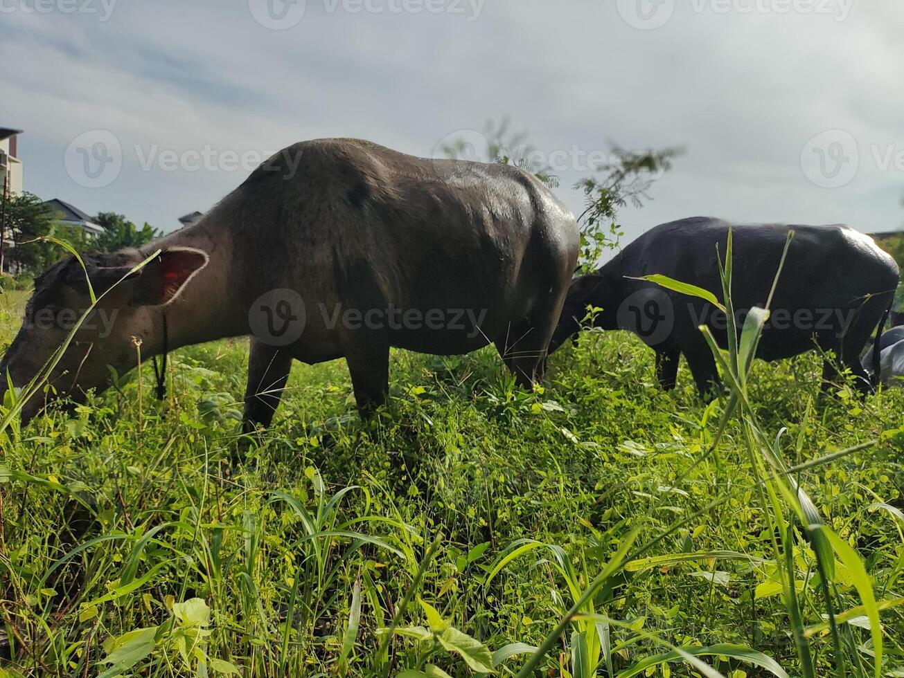 buffalo after a mud bath photo