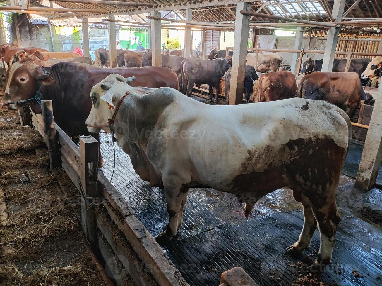 Farmers have started stocking cows in preparation for the Eid al-Qurban holiday photo