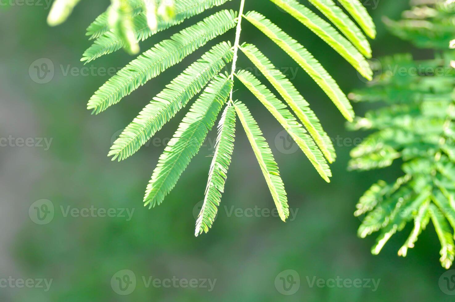 acacia pennata, tropical acacia o alpinismo zarzo o acacia o cha om o fabaceae o leguminosas o mimosoideae o mimosaceae foto