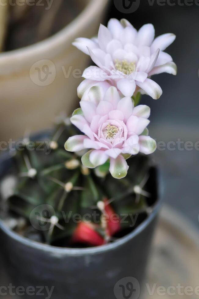 Gymnocalycium ,Gymnocalycium mihanovichii or gymnocalycium mihanovichii variegated with flower or cactus flower photo