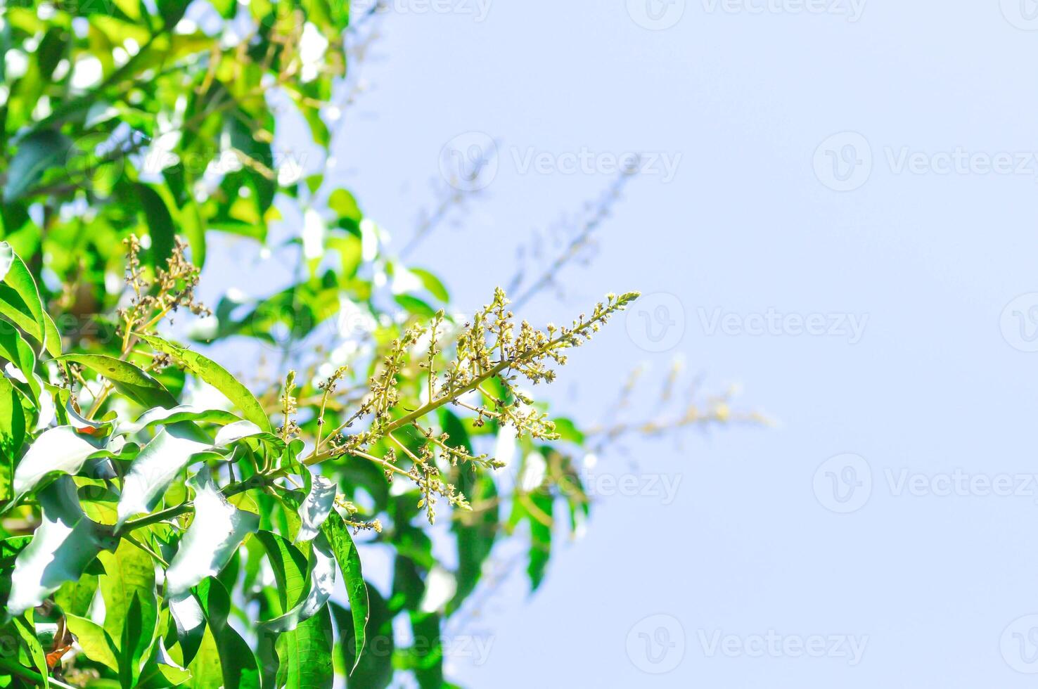 mango planta o mango árbol o mangifera indica, mango mangifera Indica l o mangifera austroyunnanensis hu o anacardiaceae foto