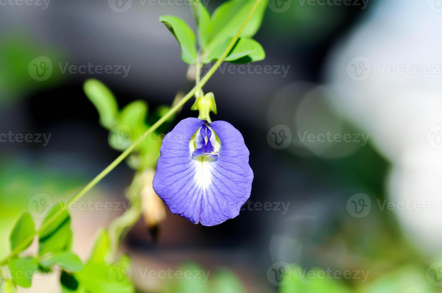 mariposa guisante , azul guisante flor o clítoris ternatea l foto