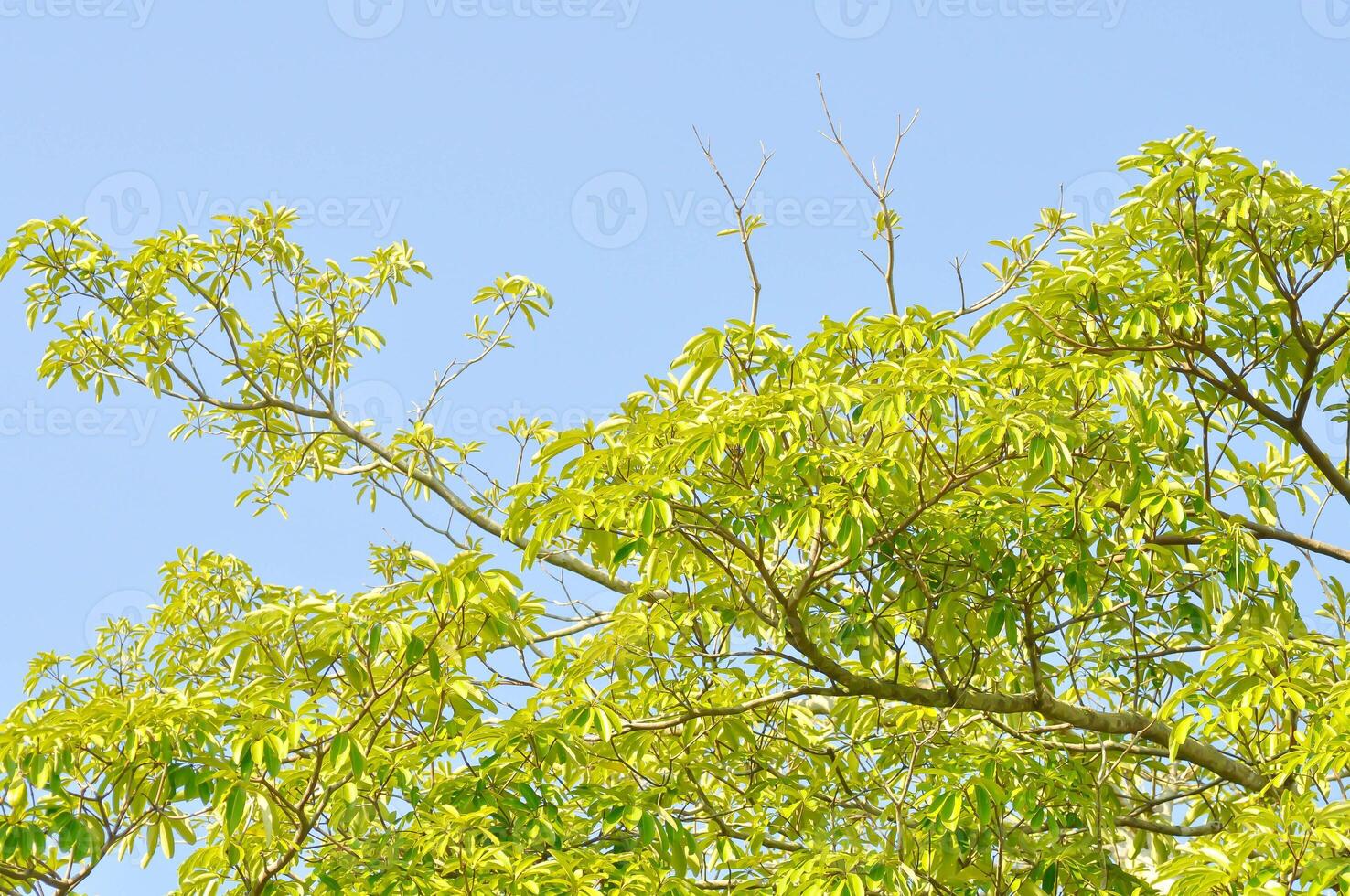 Dita, Devil Tree or Alstonia scholaris and sky photo