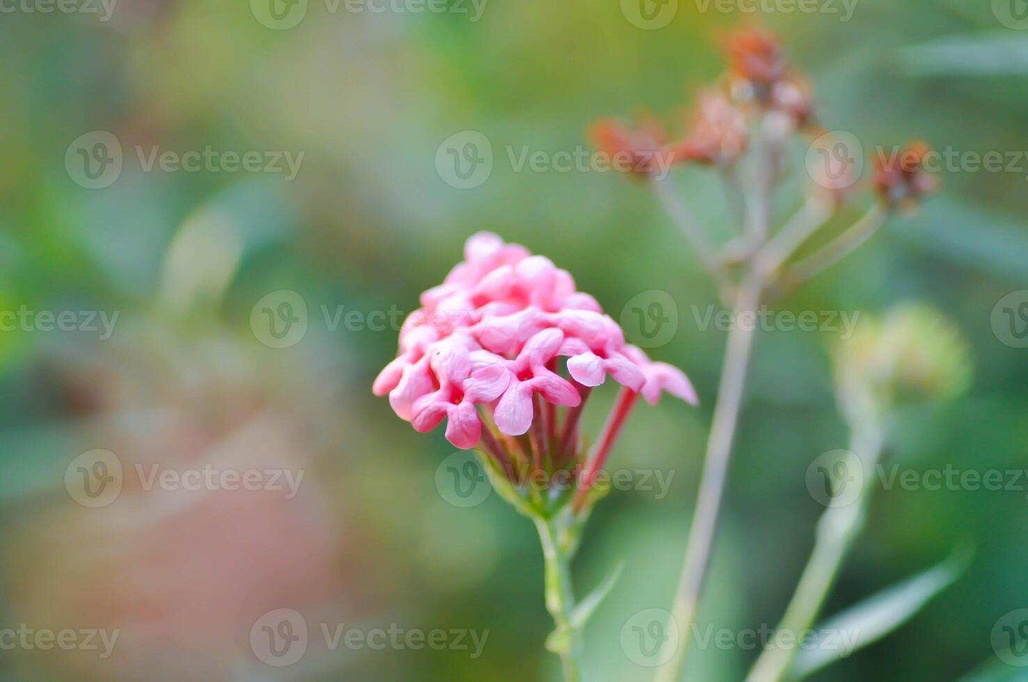 Panamá Rosa ,aracnotryx leucophylla o aracnotryx leucophylla kunth plancha o rubiaceae foto