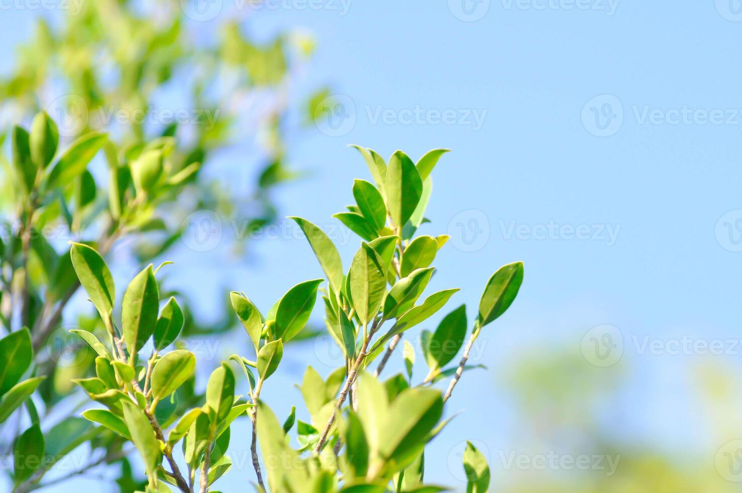 banyan tree or Ficus annulata or ficus bengalensis plant and sky photo