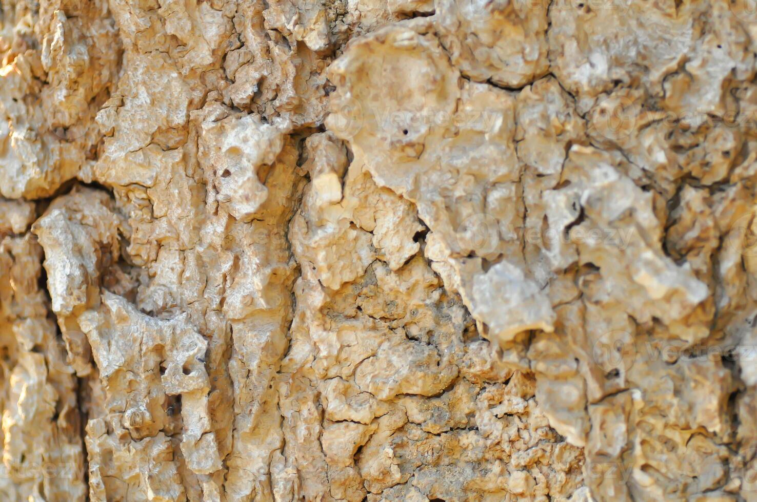 tree bark or bark , Alstonia scholaris or APOCYNACEAE or Devil Tree or White Cheesewood or Devil Bark or Black Board Tree photo