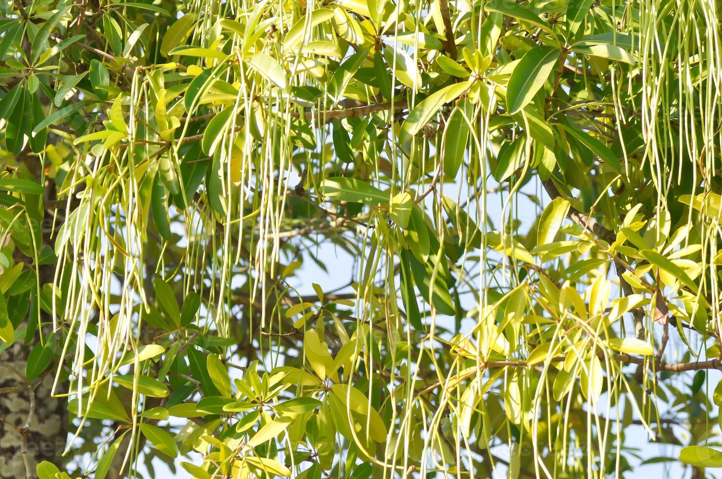 dita, diablo árbol o Altonia Scholaris o blanco queso o diablo ladrar o dita ladrar o negro tablero árbol y semilla en cielo antecedentes foto