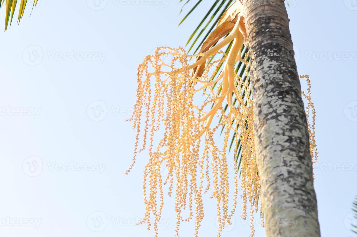 Normanbya normanbyi, Wodyetia bifurcata AK Irvine or Foxtail palm or ARECACEAE or PALMAE or seed of betel palm or betel nut and sky photo