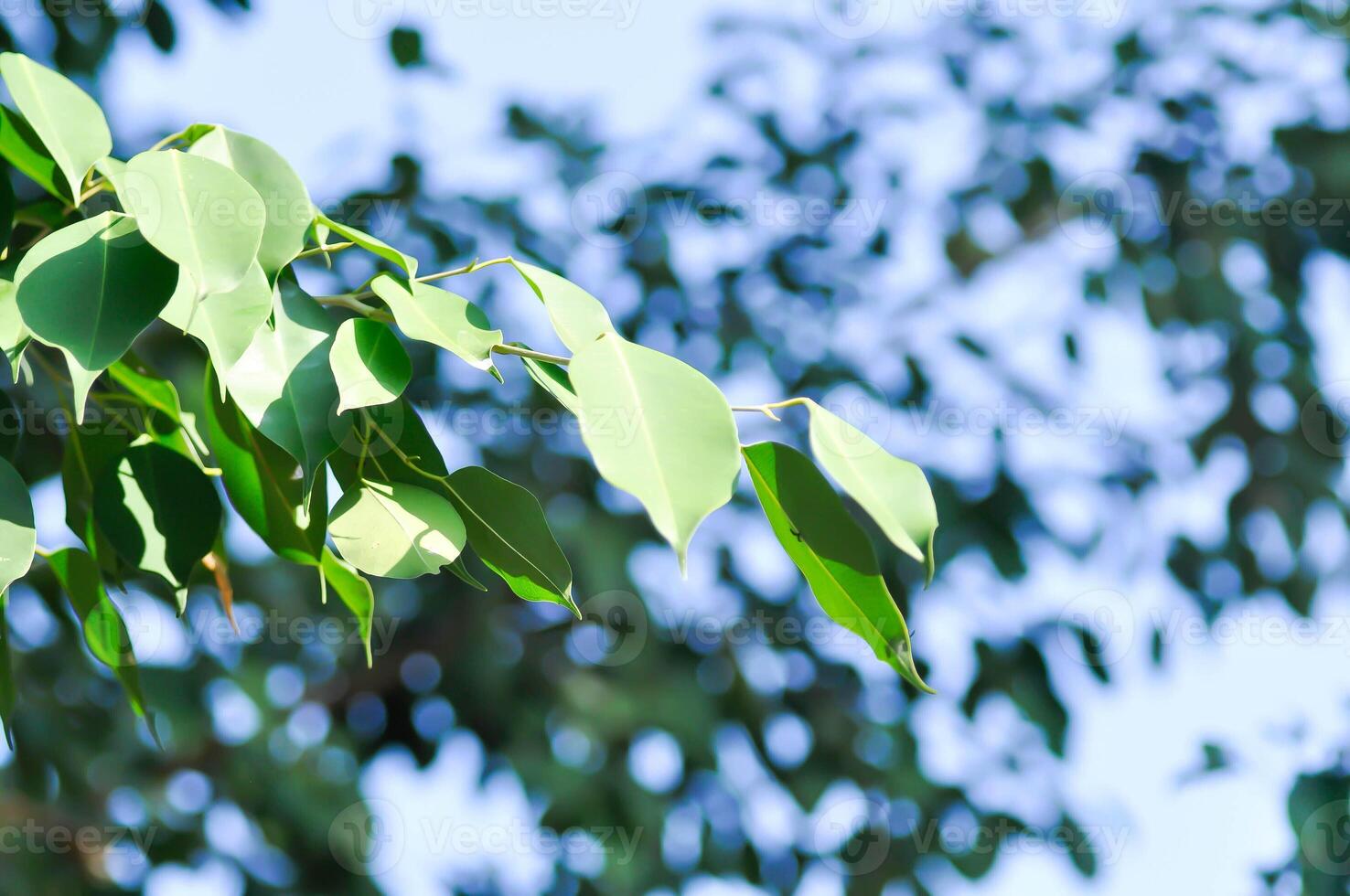 Ficus Benjamina L, Moraceae or Golden Fig or Weeping Fig and sky photo