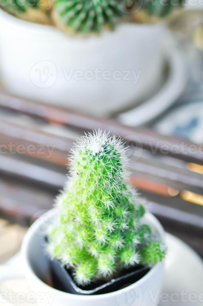 Mammillaria Spinosissima cv Un Pico f Montrose, Mammillaria Spinosissima or Mammillaria cactus photo