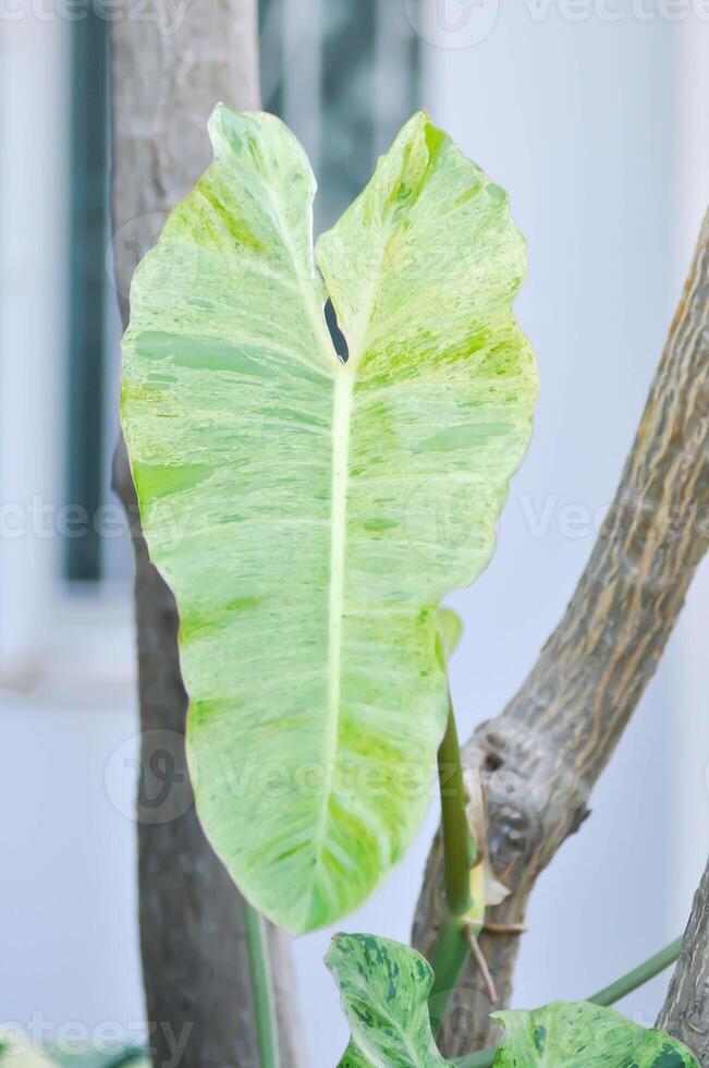 Paraiso Verde or Philodendron paraiso verde or verdant paradise or Philodendron paraiso photo