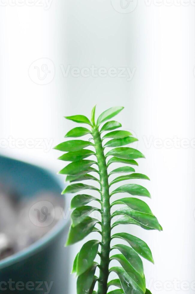 Euphorbia tithymaloides, euphorbiaceae or Homalocladium platycladum or Muchlenbeckia platyclada Meissn or Muehlenbeckia platyclada or POLYGONACEAE or Slipper Flower photo