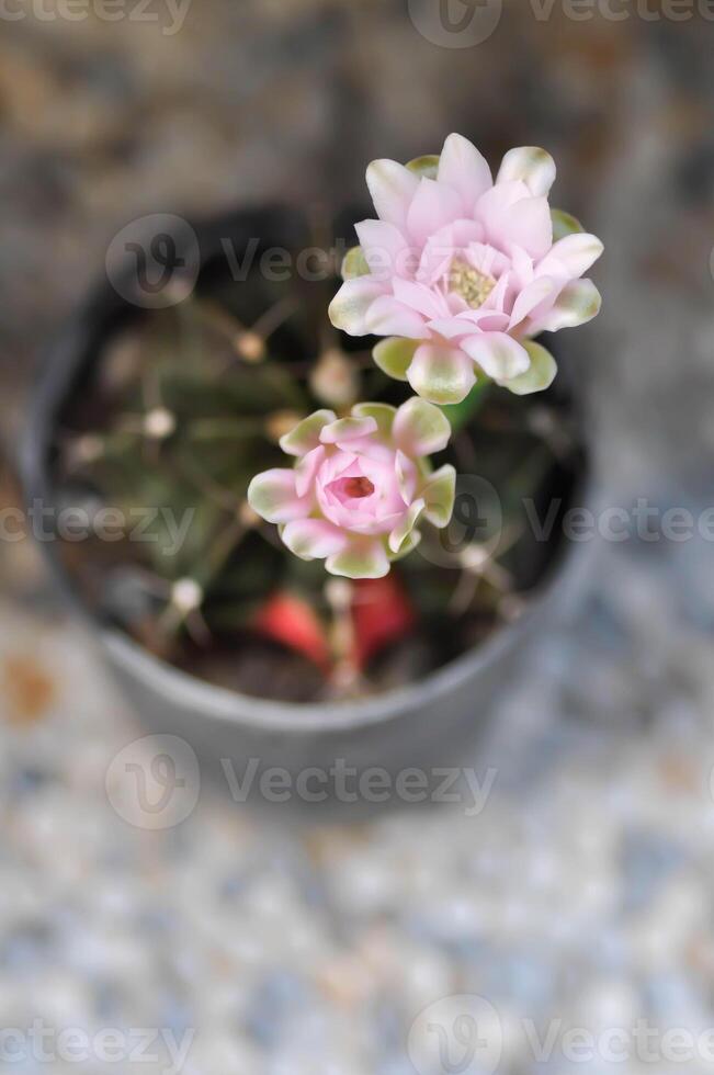 Gymnocalycium ,Gymnocalycium mihanovichii or gymnocalycium mihanovichii variegated with flower or cactus flower photo