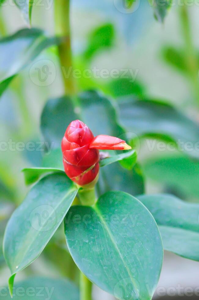 Costus speciosus, Crape ginger or Malay ginger or Spiral flag or Cheilocostus speciosus, Costaceae or Cane reed photo