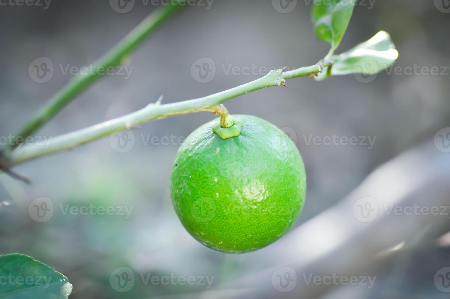 Lima, Lima planta o Lima semilla o limón árbol o Lima Fruta foto