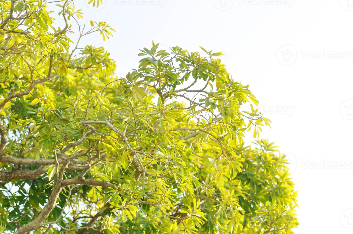 Dita, Devil Tree or Alstonia scholaris and sky photo