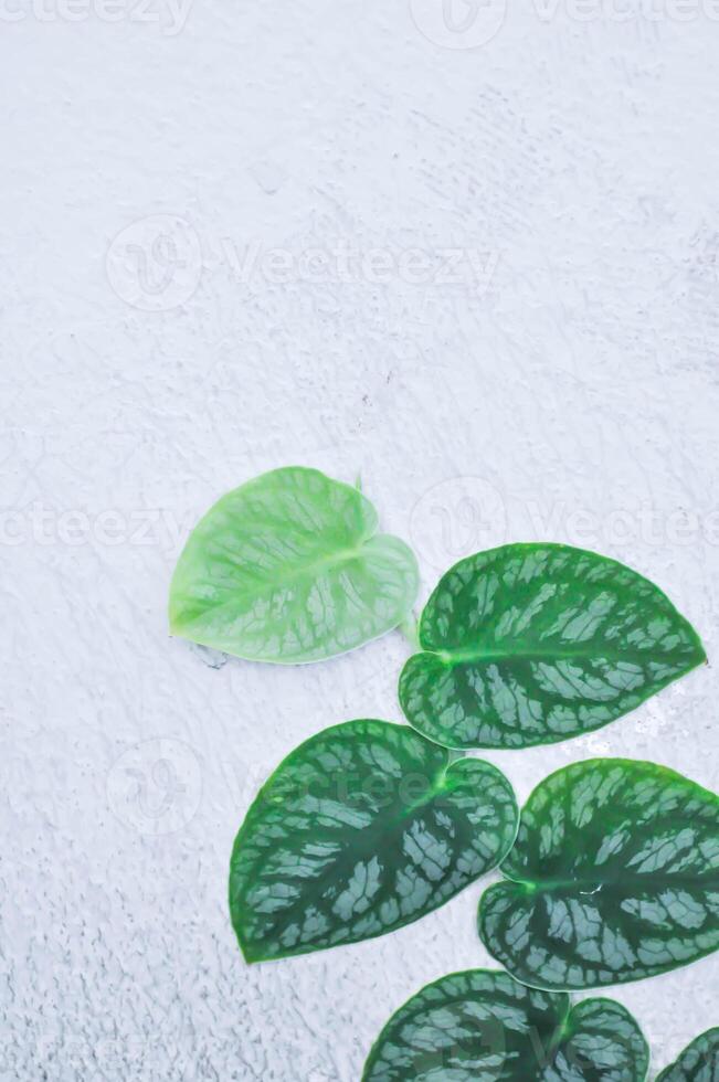 Satin Pothos, Silk Pothos or Silver hilodendron or Scindapsus pictus Hassk or Argyreus or Araceae photo