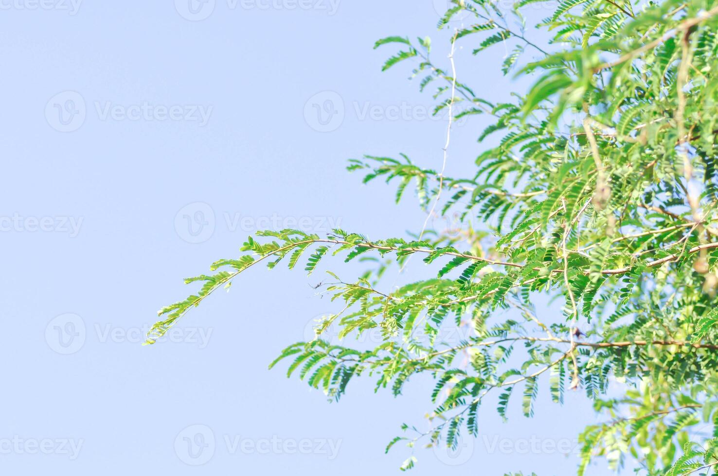 Tamarindus indica L, Indian date or Tamarind or FABACEAE or Tamarind tree and sky photo