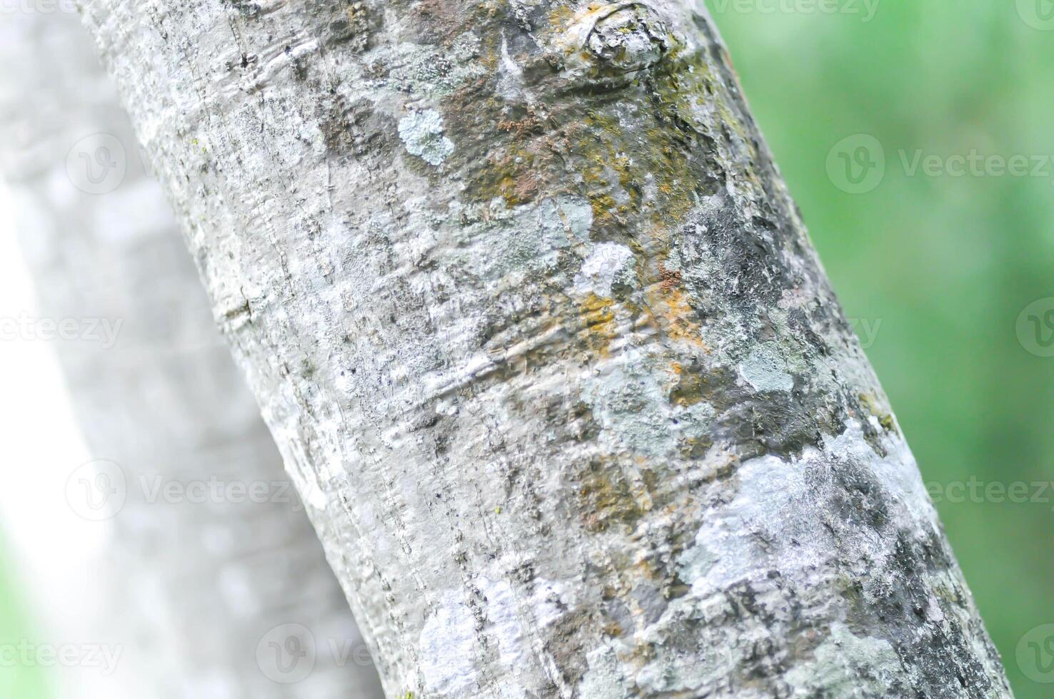 tree bark, stem in blur background photo