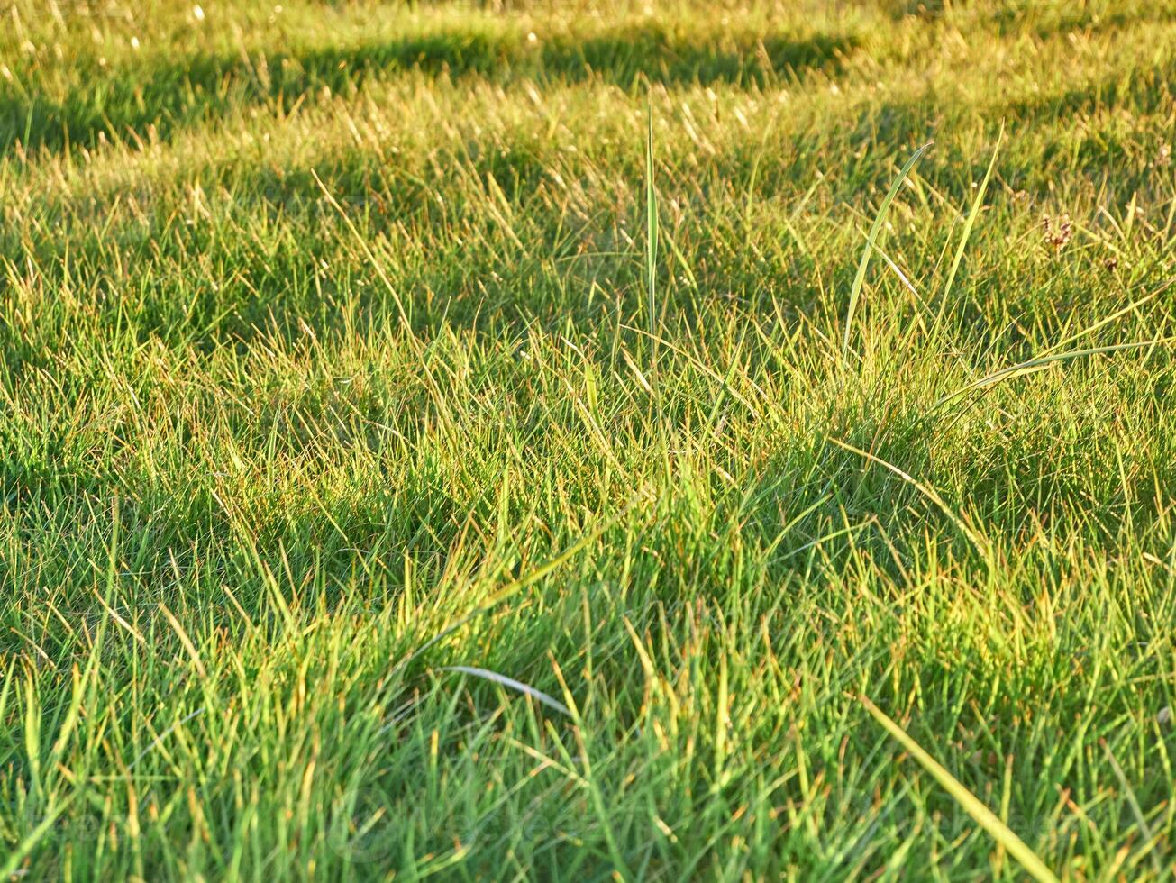 Green grass background close view, spring grass field photo