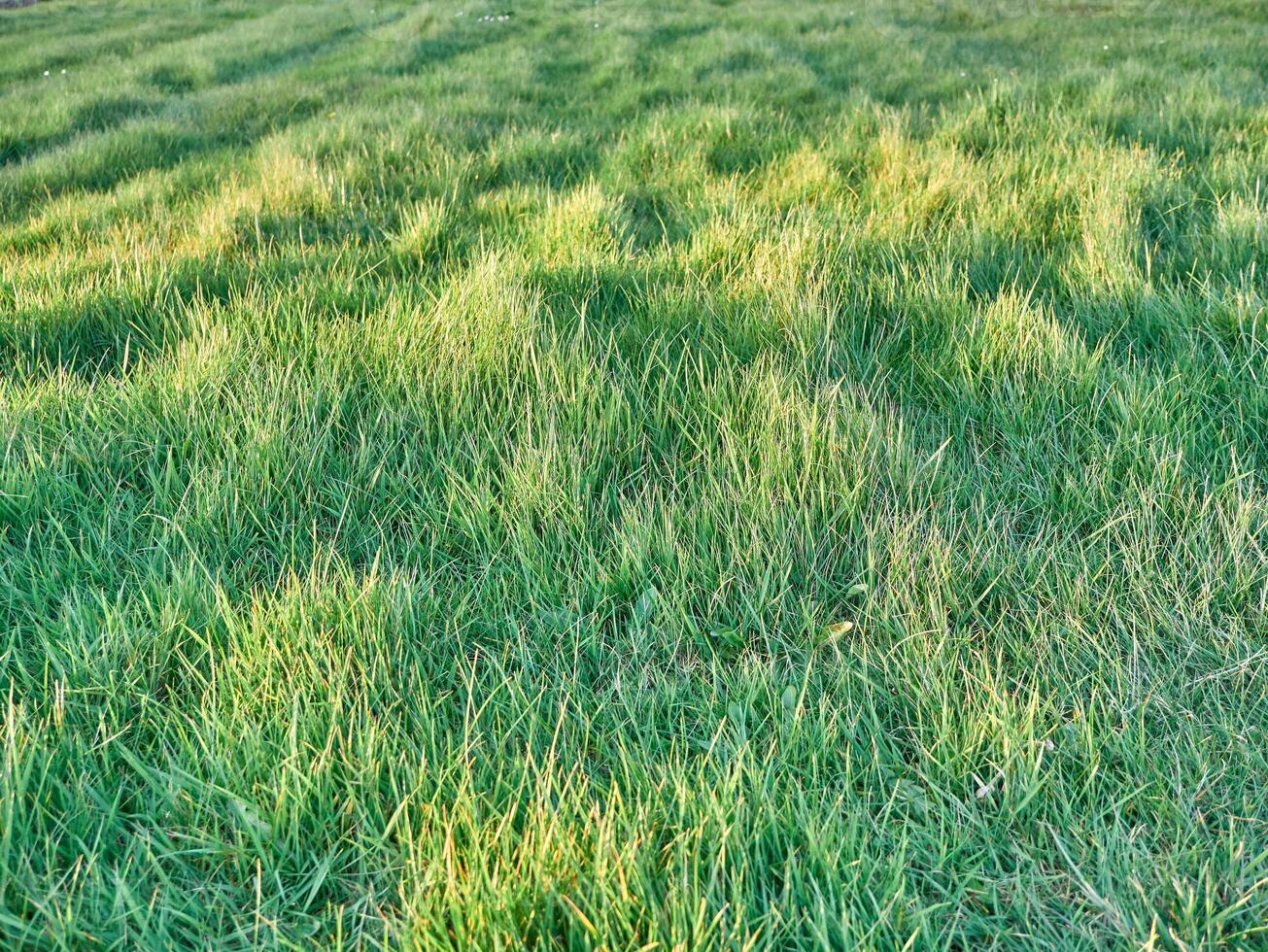 Green grass background close view, spring grass field photo