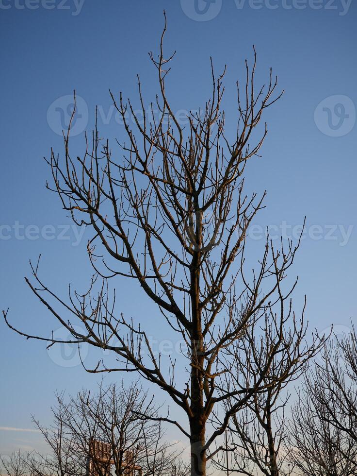 Summer tree in the sun rays photo