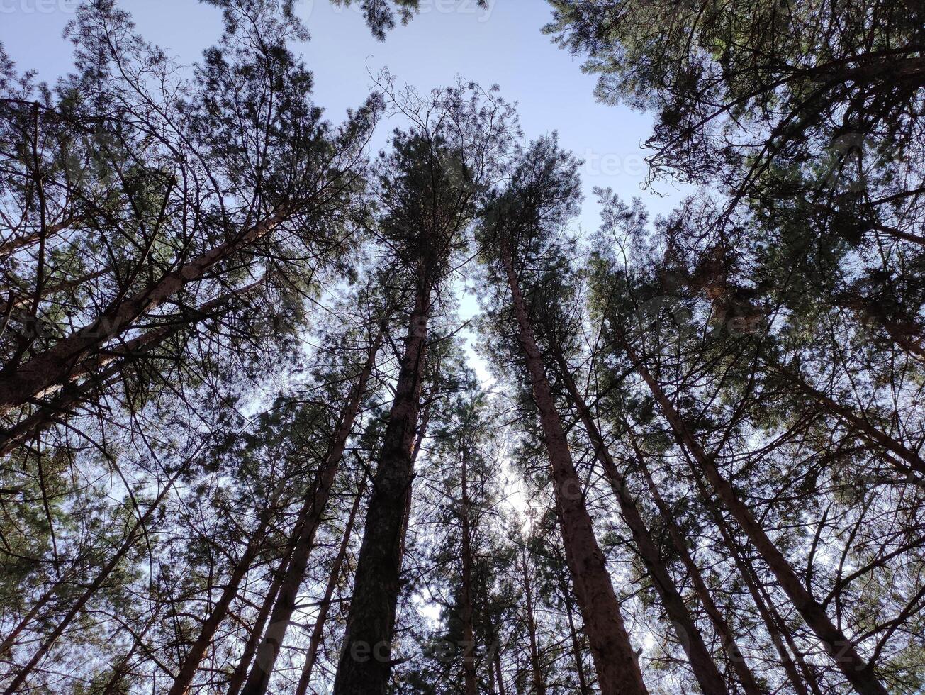 Green summer forest background. High trees perspective view from the ground photo